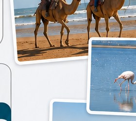 Camel riding on the beach